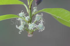 Plecospermum spinosum